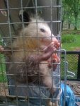 opposum.jpg