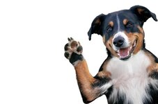 dog.jpg
