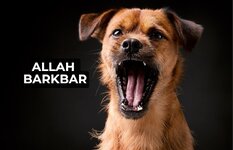BARKBAR.jpg