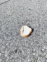 IMG_1330.jpeg