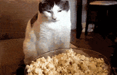 1748842967549.gif