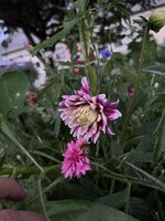 IMG_4640.jpeg