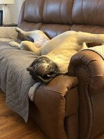 IMG_4367.jpeg