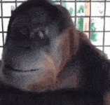 monke-monkey.gif