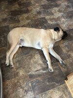 IMG_5083.jpeg