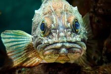 Ugliest-Fish.jpg