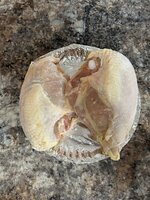 IMG_5177.jpeg