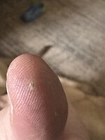 IMG_4241.jpeg