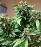 BC Bud.jpg