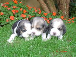 dimplehaig_puppies2.jpg