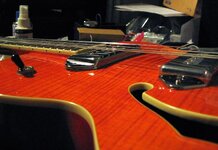 wildkat w EpiP90.JPG