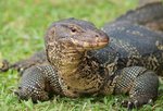 MonitorLizardWater_060313-617x416.jpg