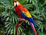 parrot.jpg